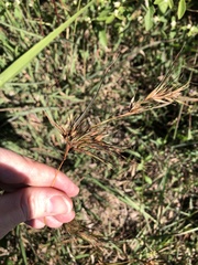 Themeda quadrivalvis