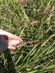 Themeda quadrivalvis