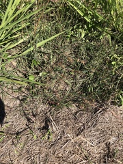 Themeda quadrivalvis