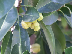 Acronychia littoralis