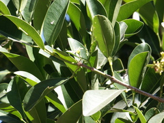 Acronychia littoralis