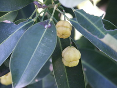Acronychia littoralis