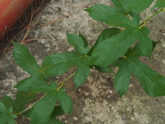 Morus indica