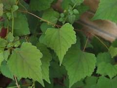 Ampelopsis glandulosa