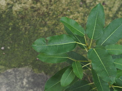 Ficus subpisocarpa