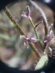 Streptanthus hispidus