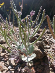 Streptanthus hispidus