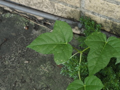 Passiflora vesicaria