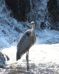 Ardea herodias