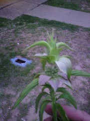 Monarda punctata lasiodonta