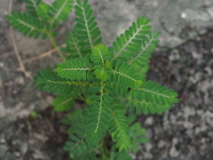 Phyllanthus urinaria
