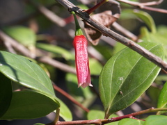 Paphia meiniana
