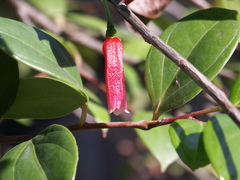 Paphia meiniana