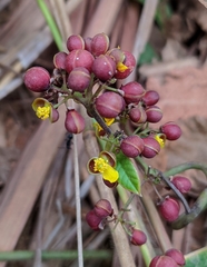 Davilla