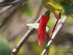 Paphia meiniana
