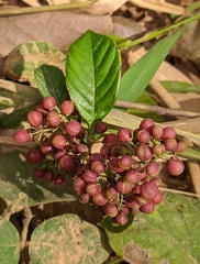 Davilla