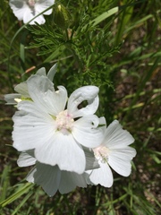 Sidalcea candida