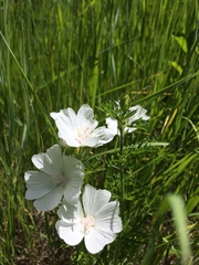 Sidalcea candida
