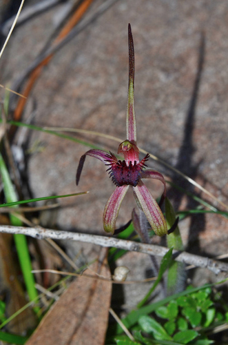 Image of Caladenia caudata by (c) James (Jim) Duggan, some rights reserved (CC BY-SA)