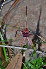 Caladenia caudata