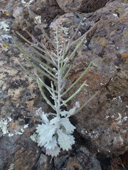 Streptanthus hispidus