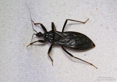 Reduvius personatus