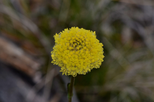 Image of Billy Buttons (Craspedia glauca) by (c) James (Jim) Duggan, some rights reserved (CC BY-SA)