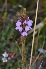 Tetratheca labillardierei