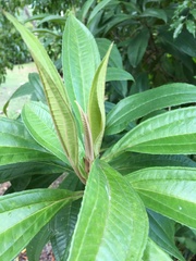 Miconia prasina