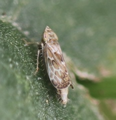 Latalus