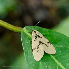 Amsactoides guangxica