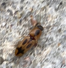 Aeolus mellillus