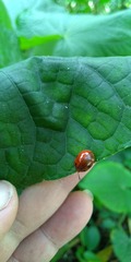 Plagiodera punctigera