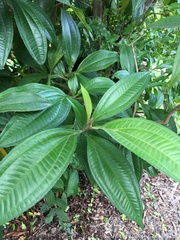 Miconia prasina