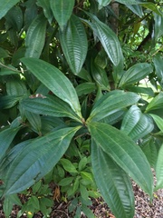 Miconia prasina