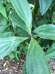 Miconia prasina