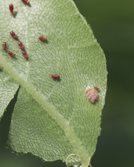 Puccinia silphii