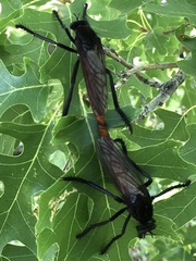 Archilestris magnificus