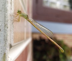 Ceriagrion coromandelianum