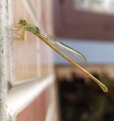 Ceriagrion coromandelianum
