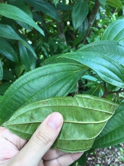 Miconia prasina