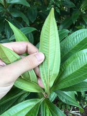 Miconia prasina