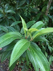 Miconia prasina