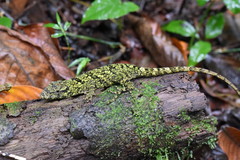 Anolis petersii