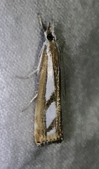 Catoptria latiradiellus