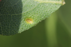 Puccinia silphii
