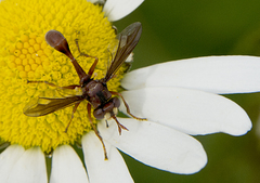 Physocephala burgessi