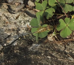 Diplacodes trivialis