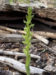 Platanthera brevifolia