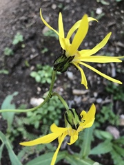 Senecio amplectens